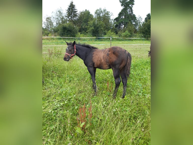 American Quarter Horse Hengst veulen (04/2024) 147 cm Donkerbruin in Erbendorf