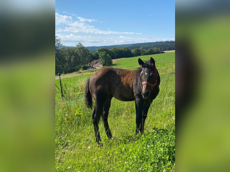 American Quarter Horse Hengst veulen (04/2024) 147 cm Donkerbruin in Erbendorf