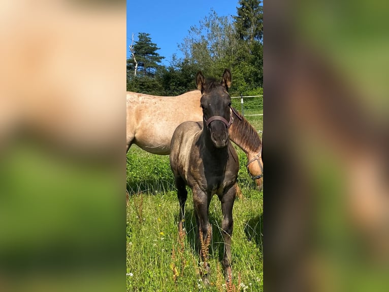 American Quarter Horse Hengst veulen (04/2024) 147 cm Donkerbruin in Erbendorf