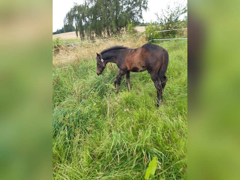 American Quarter Horse Hengst veulen (04/2024) 147 cm Donkerbruin in Erbendorf