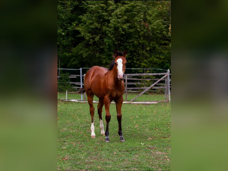 American Quarter Horse Hengst Veulen (04/2026) 148 cm Bruin in Hirschau
