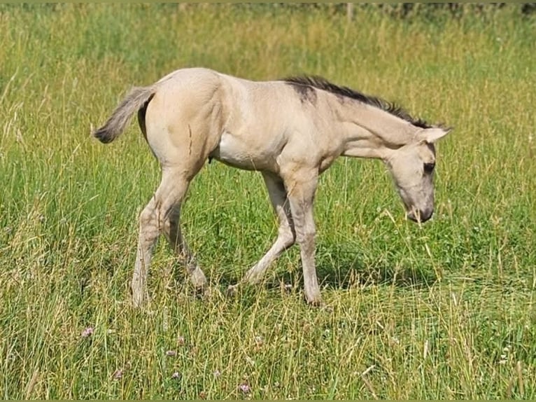 American Quarter Horse Hengst Veulen (05/2026) 148 cm Grullo in Halfing