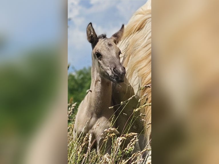 American Quarter Horse Hengst Veulen (05/2026) 148 cm Grullo in Halfing