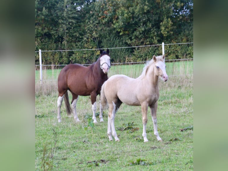 American Quarter Horse Hengst Veulen (01/2025) 148 cm Palomino in Haren