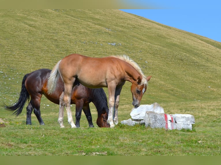 American Quarter Horse Mix Hengst Veulen (04/2026) 148 cm  in Thalgau