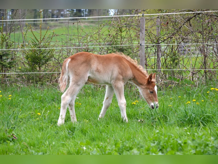 American Quarter Horse Mix Hengst Veulen (04/2026) 148 cm  in Thalgau