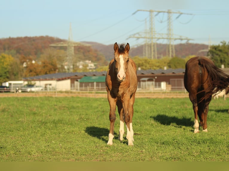 American Quarter Horse Hengst veulen (05/2024) 150 cm Bruin in Waldshut-Tiengen