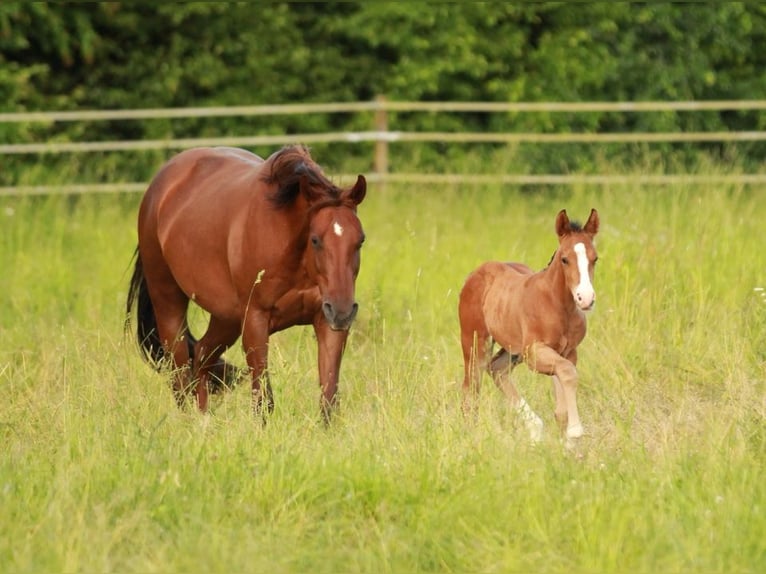 American Quarter Horse Hengst veulen (05/2024) 150 cm Bruin in Waldshut-Tiengen