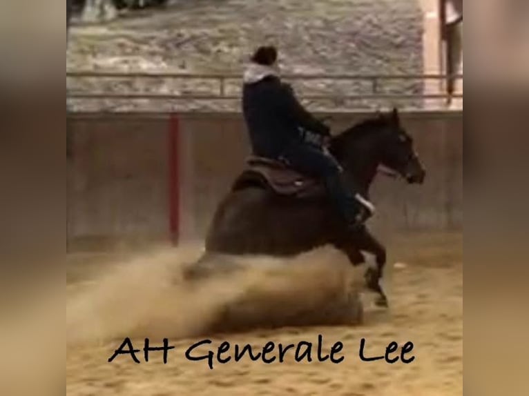 American Quarter Horse Hengst Veulen (03/2026) 150 cm Bruin in Albstadt
