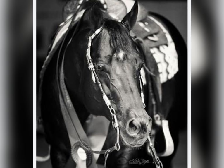 American Quarter Horse Hengst Veulen (03/2026) 150 cm Bruin in Albstadt
