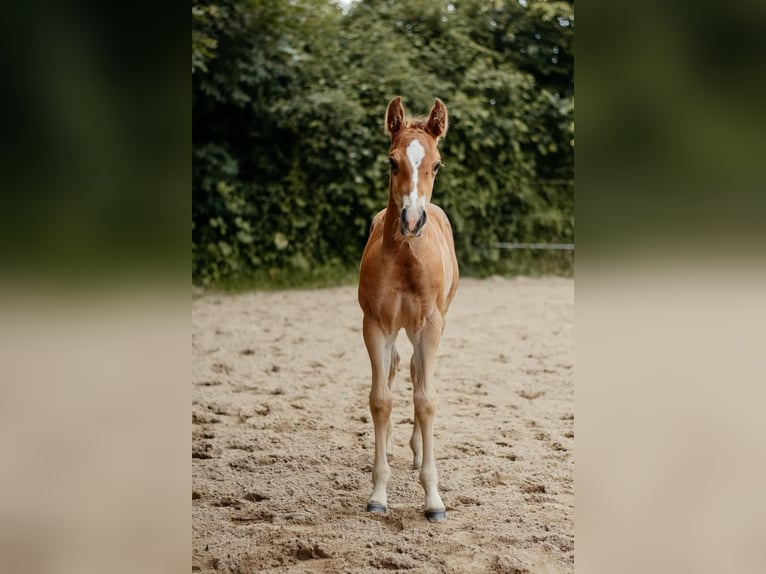 American Quarter Horse Hengst Veulen (04/2026) 150 cm Bruin in Hameln