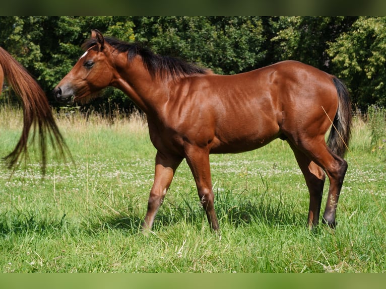 American Quarter Horse Hengst veulen (02/2024) 150 cm Bruin in Düsseldorf