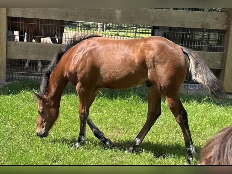 American Quarter Horse Hengst veulen (02/2024) 150 cm Bruin in Düsseldorf