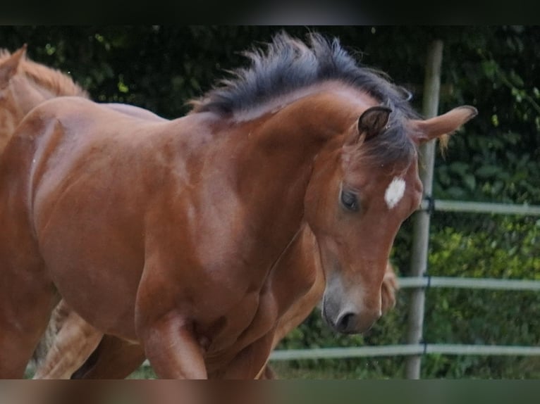 American Quarter Horse Hengst veulen (02/2024) 150 cm Bruin in Düsseldorf