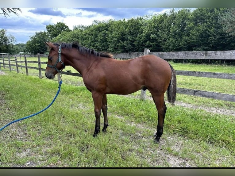 American Quarter Horse Hengst veulen (02/2024) 150 cm Bruin in Düsseldorf