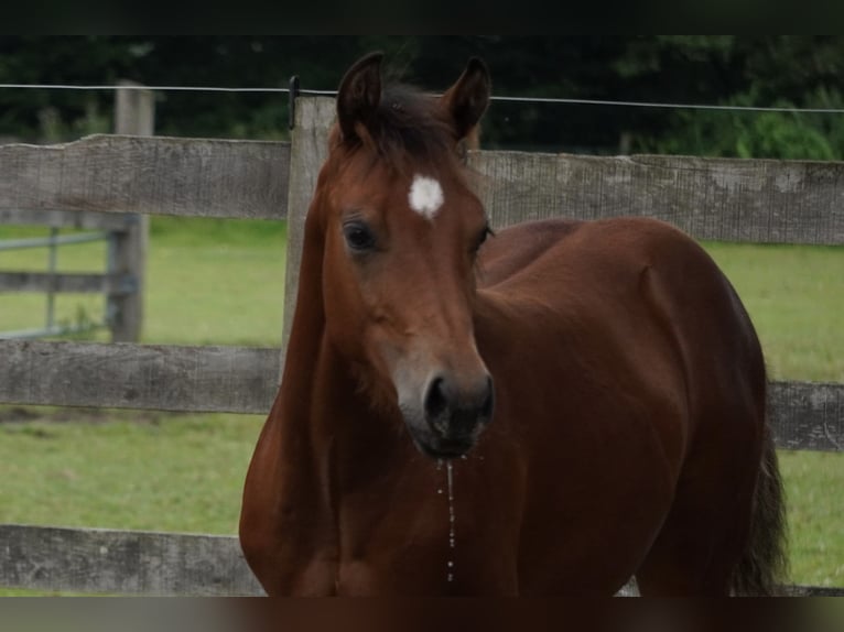 American Quarter Horse Hengst veulen (02/2024) 150 cm Bruin in Düsseldorf