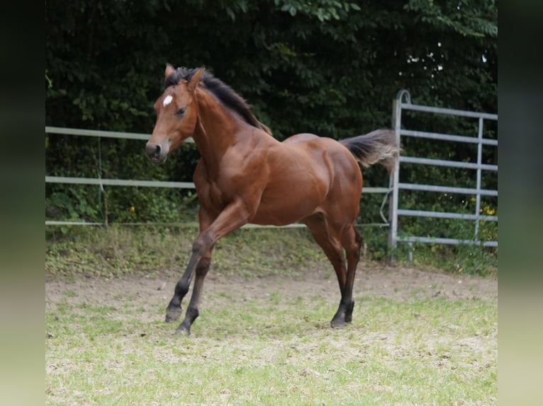 American Quarter Horse Hengst veulen (02/2024) 150 cm Bruin in Düsseldorf