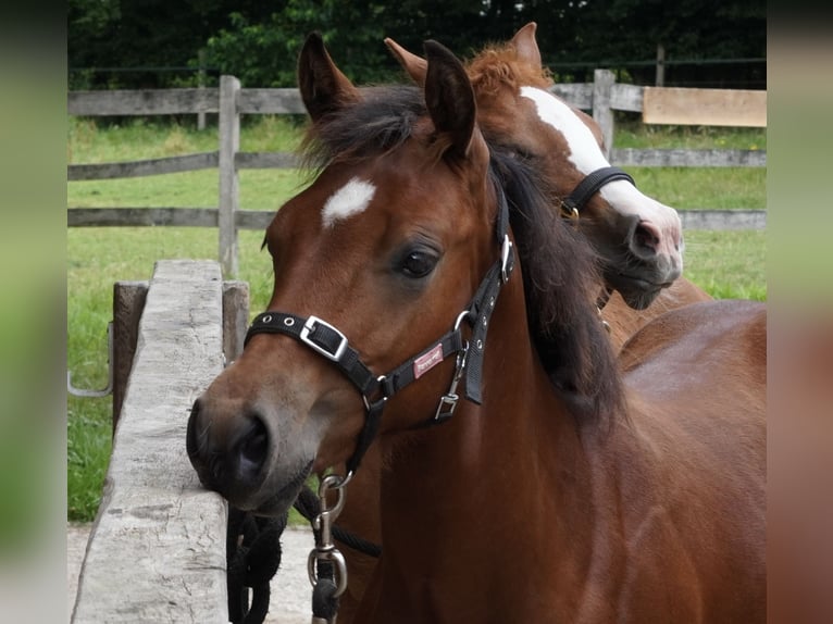 American Quarter Horse Hengst veulen (02/2024) 150 cm Bruin in Düsseldorf