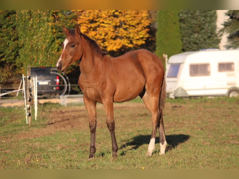 American Quarter Horse Hengst  150 cm Bruin in Neustadt