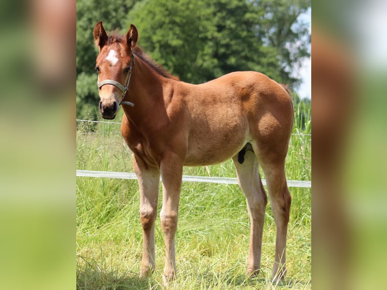 American Quarter Horse Hengst veulen (04/2024) 150 cm Bruin in Stade