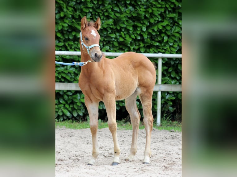 American Quarter Horse Hengst veulen (04/2024) 150 cm Bruin in Stade