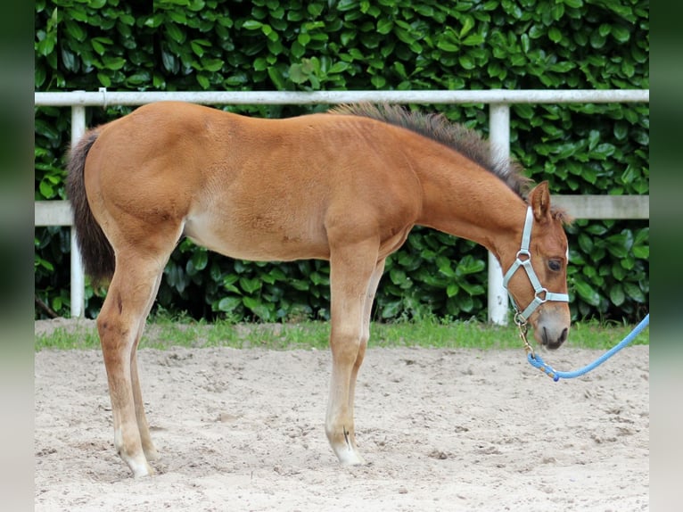 American Quarter Horse Hengst veulen (04/2024) 150 cm Bruin in Stade