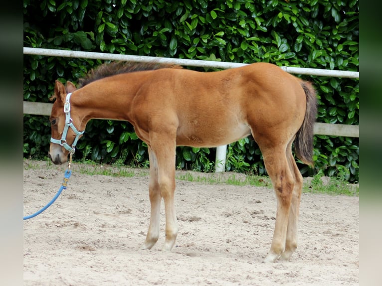 American Quarter Horse Hengst veulen (04/2024) 150 cm Bruin in Stade