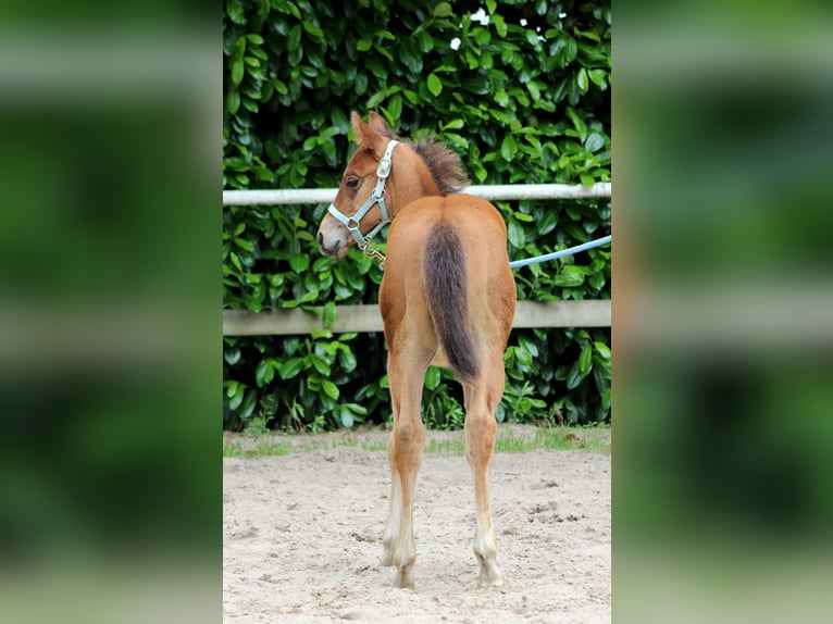 American Quarter Horse Hengst veulen (04/2024) 150 cm Bruin in Stade