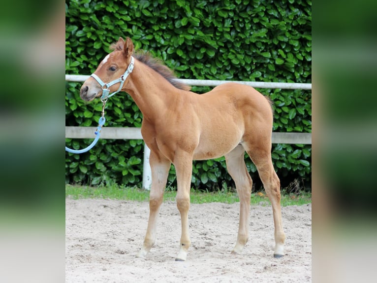 American Quarter Horse Hengst veulen (04/2024) 150 cm Bruin in Stade