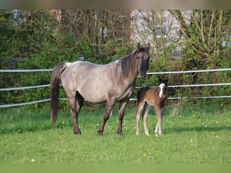 American Quarter Horse Hengst Veulen (04/2026) 150 cm Bruin in Breitenbach