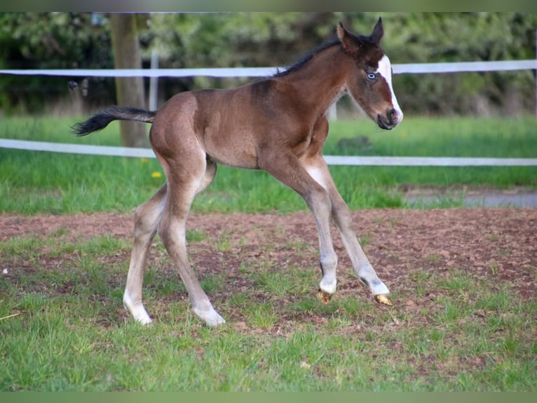 American Quarter Horse Hengst Veulen (04/2026) 150 cm Bruin in Breitenbach