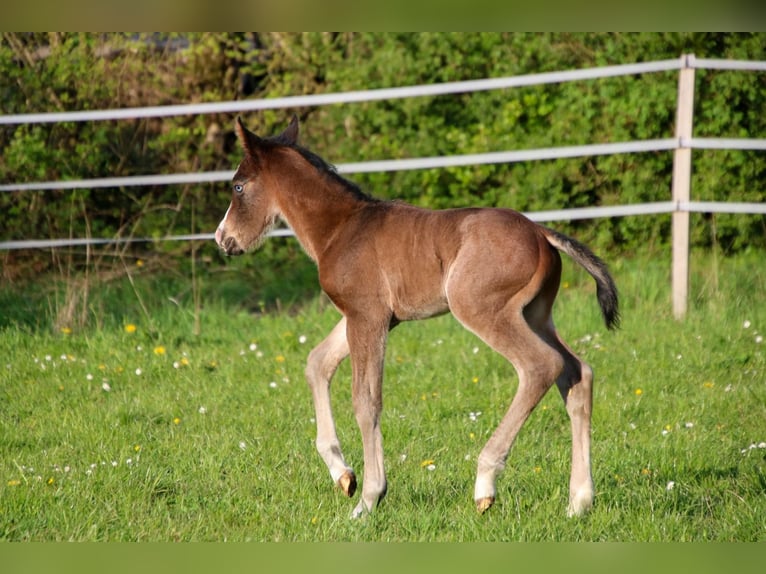 American Quarter Horse Hengst Veulen (04/2026) 150 cm Bruin in Breitenbach