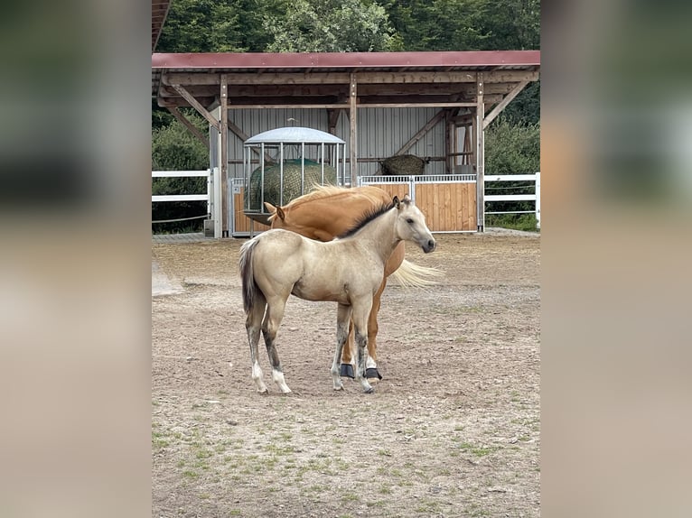 American Quarter Horse Hengst veulen (04/2024) 150 cm Buckskin in Schlüsselfeld