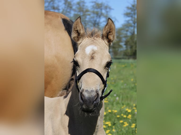 American Quarter Horse Hengst Veulen (04/2026) 150 cm Buckskin in Midwolde