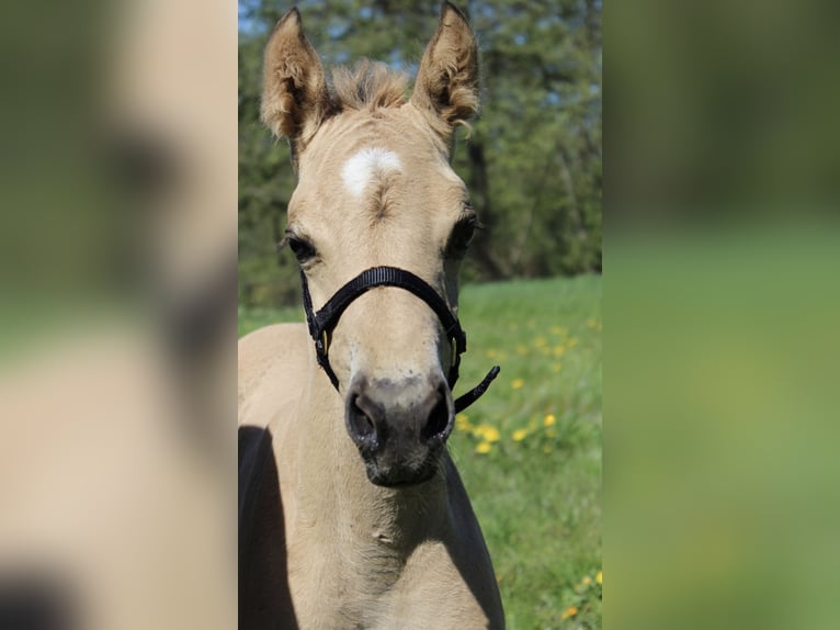 American Quarter Horse Hengst Veulen (04/2026) 150 cm Buckskin in Midwolde