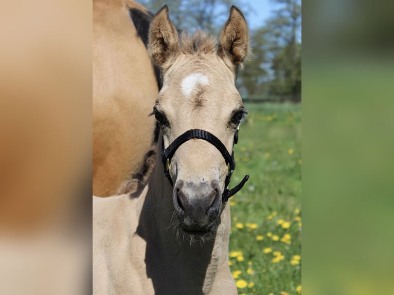 American Quarter Horse Hengst Veulen (04/2026) 150 cm Buckskin in Midwolde