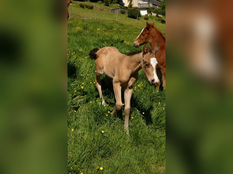 American Quarter Horse Hengst  150 cm Buckskin in Bad Kohlgrub