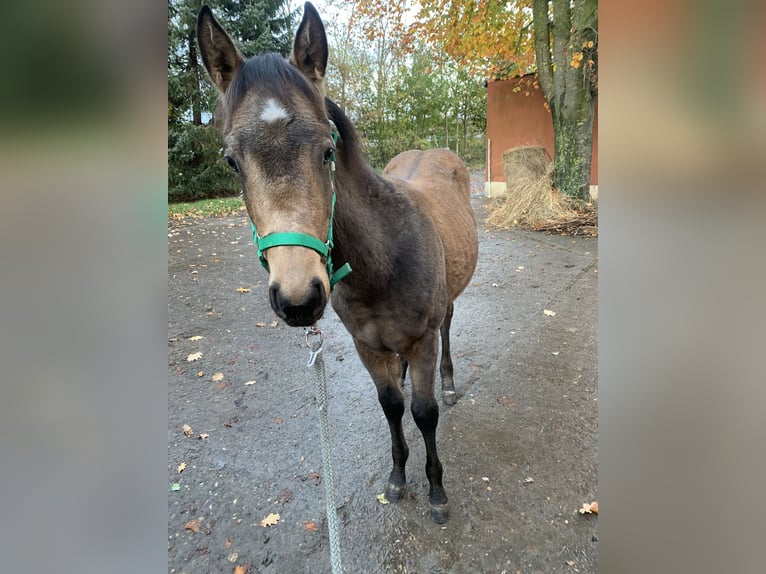 American Quarter Horse Hengst  150 cm Buckskin in Melle