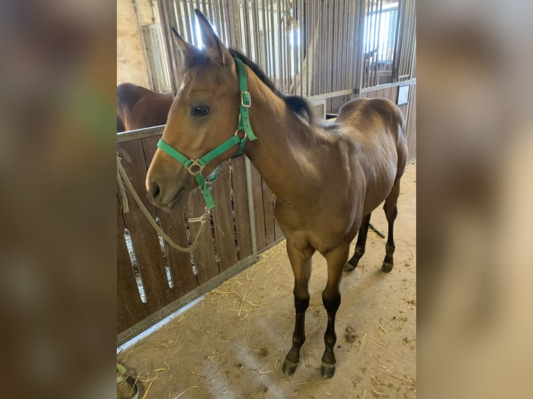 American Quarter Horse Hengst  150 cm Buckskin in Melle