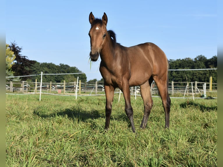 American Quarter Horse Hengst  150 cm Buckskin in Melle