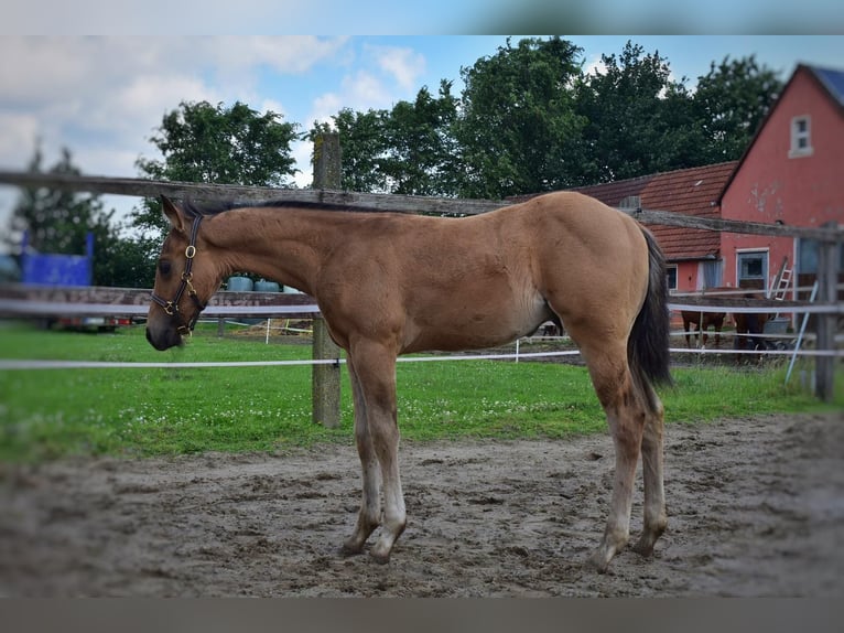 American Quarter Horse Hengst  150 cm Buckskin in Melle