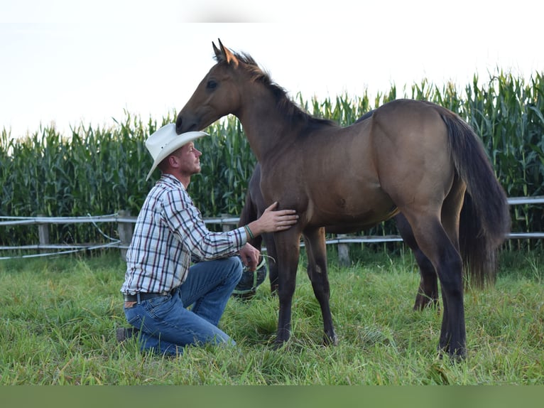 American Quarter Horse Hengst  150 cm Buckskin in Melle