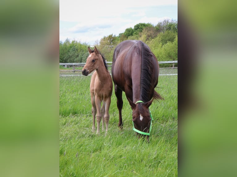 American Quarter Horse Hengst  150 cm Buckskin in Melle