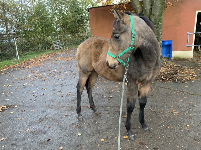 American Quarter Horse Hengst  150 cm Buckskin in Melle