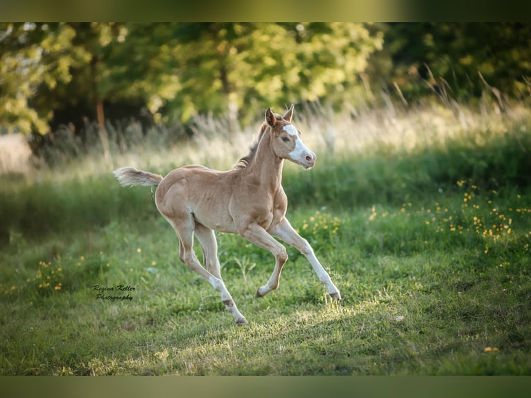 American Quarter Horse Hengst veulen (04/2024) 150 cm Champagne in GreußenheimGreußenheim