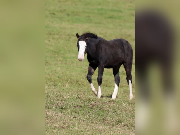 American Quarter Horse Hengst Veulen (05/2025) 150 cm Donkerbruin in Hellenthal
