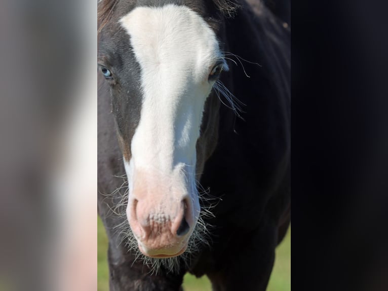 American Quarter Horse Hengst Veulen (05/2025) 150 cm Donkerbruin in Hellenthal