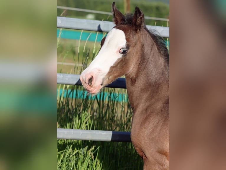American Quarter Horse Hengst Veulen (05/2025) 150 cm Donkerbruin in Hellenthal