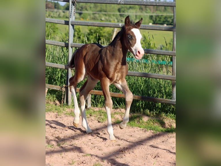 American Quarter Horse Hengst Veulen (05/2025) 150 cm Donkerbruin in Hellenthal