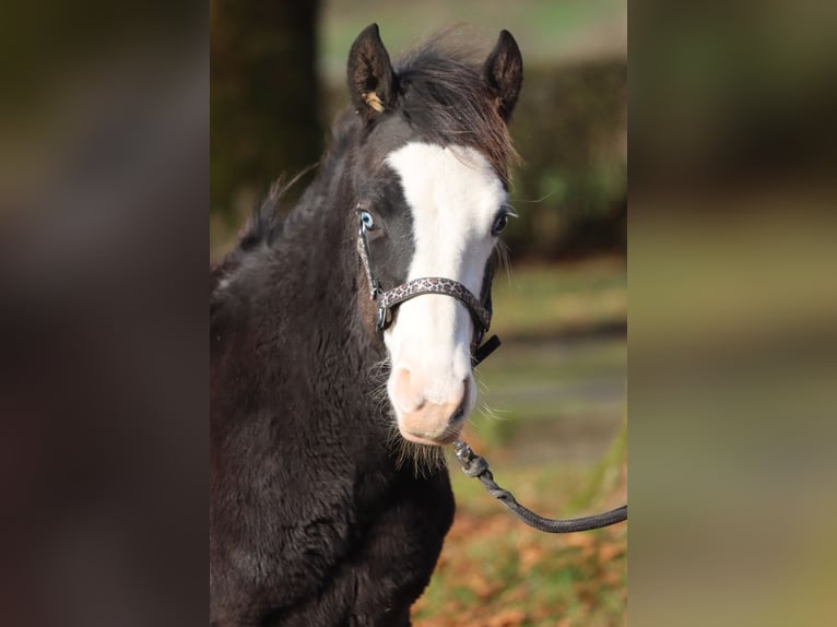 American Quarter Horse Hengst Veulen (05/2025) 150 cm Donkerbruin in Hellenthal